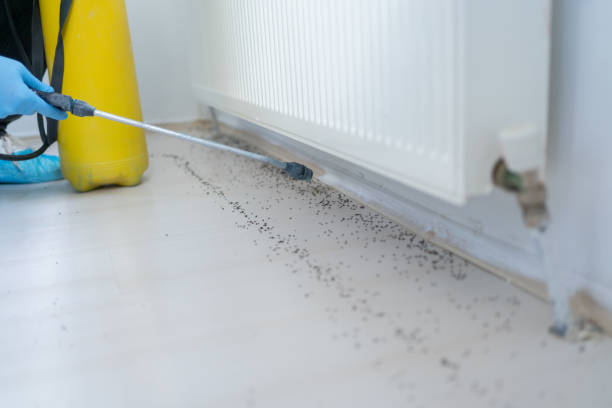 Best Mosquito Control Services  in Savanna, IL